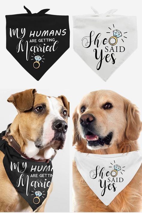 Make your dogs look adorable for the wedding announcement photos with this dog bandana. The scarf is perfect for small, medium, and large dogs. Not only for your dog, cats can also be cute in this as well. Engagement Dog Bandana, My Humans Are Getting Married, Wedding Announcements Invitations, Dog Wedding Bandana, Wedding Announcements Photos, Wedding Announcement Cards, Announcement Photos, Wedding Announcement, She Said Yes