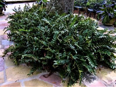 Japanese Holly, Holly Fern, Garden Gathering, Holly Shrub, Evergreen Ferns, Texas Gardening, Border Plants, Fern Plant, Ground Cover Plants