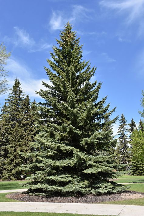 Picea Pungens Glauca, Picea Glauca, Colorado Spruce, Colorado Blue Spruce, Picea Pungens, Kawartha Lakes, Big Sky Montana, Small Shrubs, Portfolio Ideas