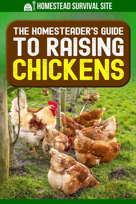 Friendly Chickens, Egg Chickens, Best Chicken Breeds, Corn Mash, Chickens 101, Homestead Style, Chicken Flock, Laying Chickens, Types Of Chickens