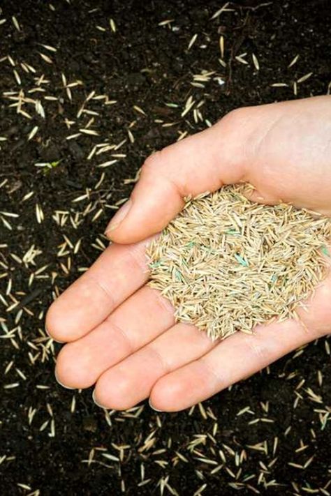 A guide on how to dormant seed your lawn (Grow grass in winter) successfully. Winter Grass Seed, Overseeding Lawn, Planting Grass Seed, Rye Grass, Planting Grass, Seeding Lawn, Growing Grass, Lawn Maintenance, Grass Seed