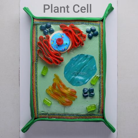 Plant Cell Cake, 3d Plant Cell, Edible Cell Project, Plant Cell Project, Edible Cell, Cell Model Project, Plant Cell Model, Science Cake, Cells Project