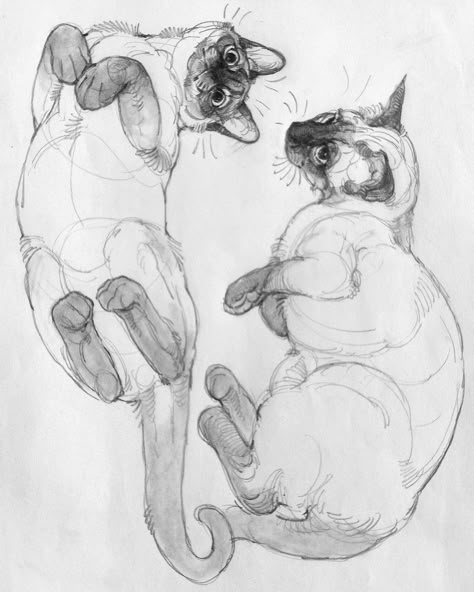 Cat Anatomy, Cat Sketch, Arte Sketchbook, Dessin Adorable, Animal Sketches, Cat Drawing, Art Inspiration Drawing, A Drawing, Creature Art