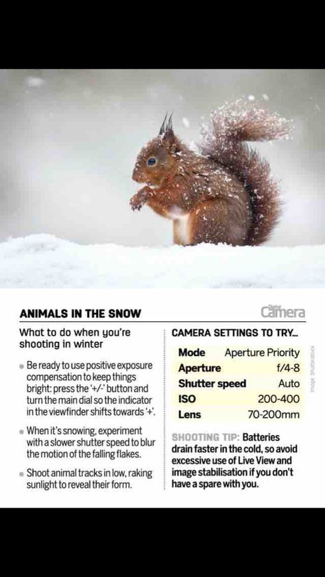 Wildlife Photography Tips, Sony A7riii, Photography Terms, Manual Photography, Beginner Photography, Photography Things, Sony A6300, Digital Photography Lessons, Photography Hacks