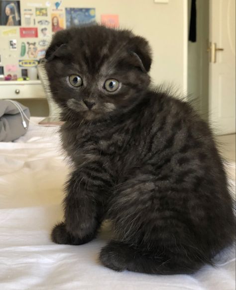 Black smoke Scottish fold cat rare cat breed #cat #kitten #scottishfold Rare Cat Pics, Black And Grey Kitten, Scottish Cat Grey, Black Munchkin Cat, Scottish Fold Cat Aesthetic, Scottish Fold Cat Grey, Black Scottish Fold Cat, Black Scottish Fold, Cutest Cat Breeds