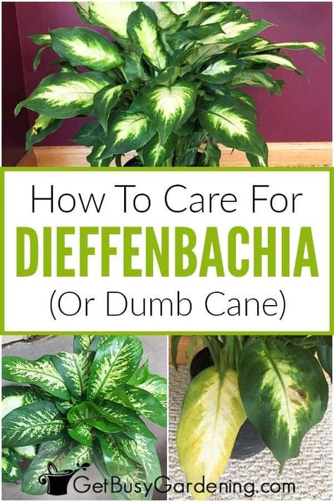 Considering a dieffenbachia or dumb cane plant for your house? These lush, tropical plants with their beautiful foliage are great for indoors, and even do well in low light conditions if cared for properly. Learn everything you need to know about water, fertilizer, and light requirements to have a happy and healthy plant that lasts for many years. Find out all my tips and tricks for dieffenbachia care, including how to propagate any variety of this easy houseplant in this complete guide. Dieffenbachia Care, Dieffenbachia Houseplant, Soil Fertilizer, Plant Care Houseplant, Inside Plants, Smart Garden, Growing Plants Indoors, Indoor Plant Care, House Plant Care