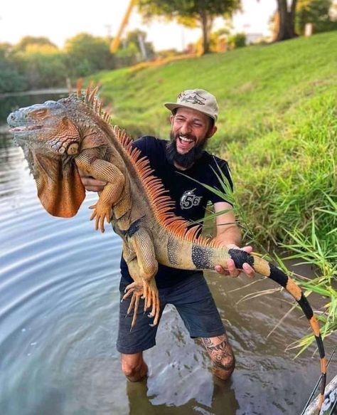 Iguana Hunter Kills Giant Invasive Lizards in Florida | Outdoor Life Baby Godzilla, Big Iguana, World Festivals, Large Lizards, Muscovy Duck, Giant Snake, Green Iguana, Monitor Lizard, Cultures Of The World