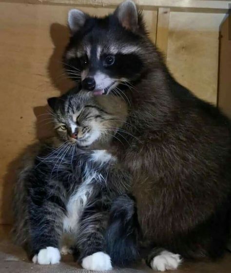 Raccoon Pictures, You Are So Cute, Pet Raccoon, Cute Raccoon, Raccoon Funny, Trash Panda, Silly Animals, Racoon, Fat Cats