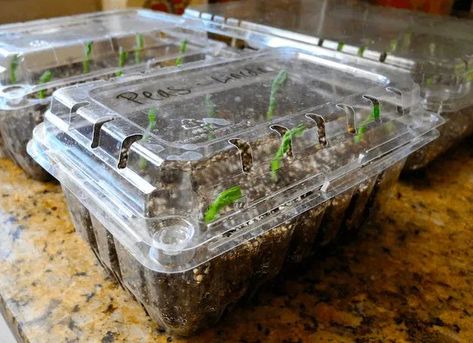 Diy Mini Greenhouse, Produce Containers, Mini Serre, Sprouting Seeds, Indoor Greenhouse, Small Greenhouse, Mini Greenhouse, Diy Greenhouse, Food Garden