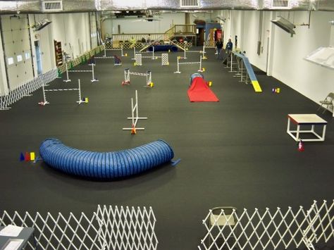 Agility Training For Dogs, Dogs Training, Pack Leader, Dog Brain, Dog Training Techniques, Agility Training, Dog Rooms, Dog Agility, Training Your Puppy