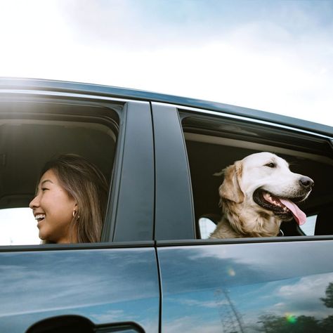 Handyman Services SRC:familyhandyman 8 Best Car Dog Barriers: If your dog can't sit still in the car, a… lwrestoration.com Book Us Online! Dog Car Barrier, Dog Barrier, Pet Barrier, Family Handyman, Large Dog Breeds, Dog Car, Cars Organization, Car Maintenance, Animal House