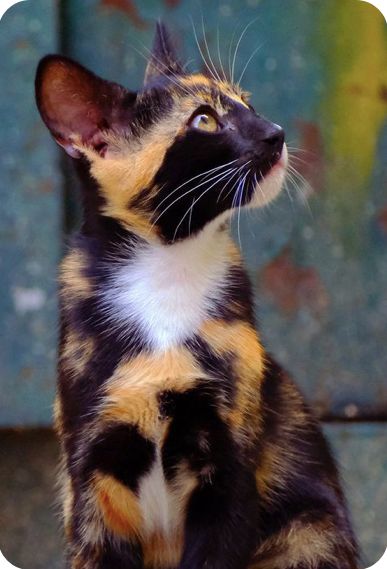 Calico Cat Reference, Calico Kittens, Cat Poses, Calico Cats, Cat Anatomy, Calico Kitten, Stray Cats, Warrior Cats Art, Gorgeous Cats