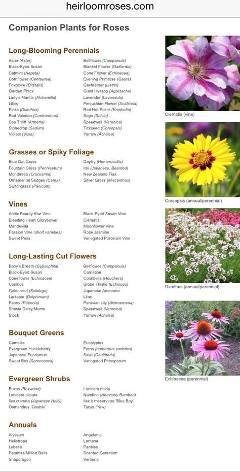 Companion plants for Roses Wisteria Companion Plants, What To Plant With Roses Landscapes, Companion Planting Roses, Rose Garden Companion Plants, Companion Plants For Peonies, Clematis Companion Plants, Companion Planting Chart Flowers, Ranunculus Companion Plants, Rose Bush Companion Plants