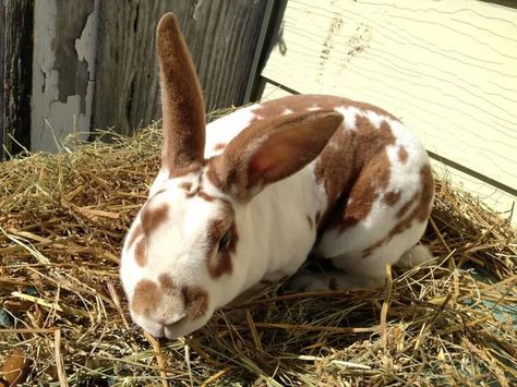 Angel - Broken red standard rex doe. Bunnies Art, Bunny Bun, Red Rabbit, Raising Rabbits, Rex Rabbit, Farm Gardens, Cute Bunny, Rabbits, Small Pets