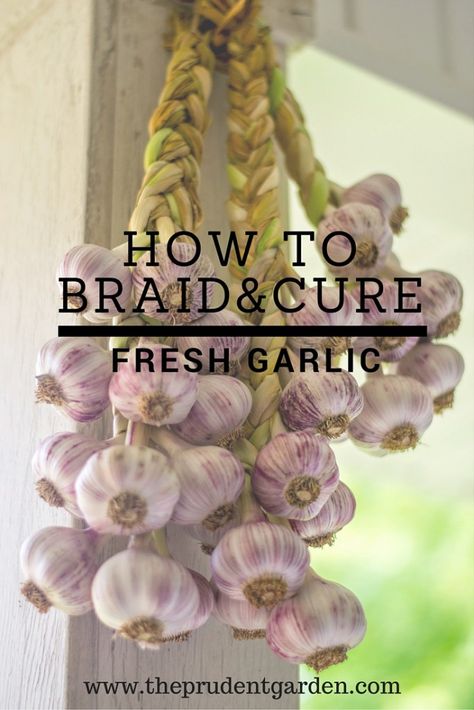 DIY Archives - The Prudent Garden Braided Garlic, Raised Gardens, How To Braid, Growing Garlic, Homestead Gardens, Veg Garden, Earthworms, Food Garden, Flowers Wallpaper