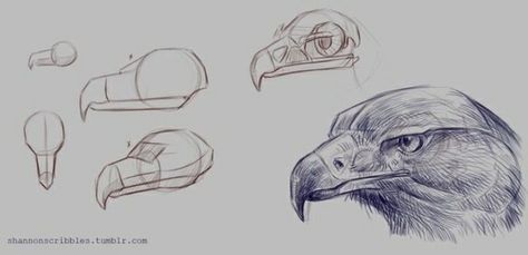 Eagle Anatomy Drawing, Golden Eagle Drawing, Eagle Anatomy, Egale Drawing, Eagle Sketch, Bird Anatomy, Eagle Skull, Graphic Novel Illustration, Eagle Drawing