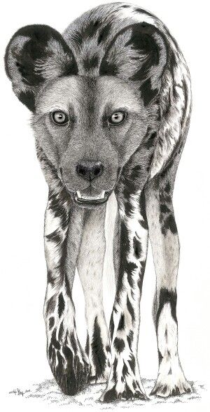 African hunting dog.  Large pen and ink drawing . Yvonnemayartist.co.uk Wild Dog Drawing, African Hunting Dog, Dog Face Drawing, African Hunting, Realistic Face Drawing, Dog Line Drawing, Canine Drawing, Dog Line Art, Wild Dog