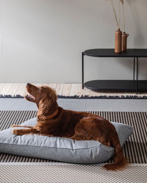 You also need to pay attention to the selection of fabrics if you have animals in your home. For example, you can choose a pillow made from polster. Animal hair will not stick and will be pet friendly. This pillow can also function as a pet bed because of its soft and soft texture. Pet Friendly Fabric from @woodnotesdesign #homeinteriordesign #petfriendlyinterior Mini Home Gym, Home Decor Ideas Kitchen, Home Decor Apartment, Interior Tips, Decor Ideas Kitchen, Paper Yarn, Thrifted Home Decor, Kitchen Home Decor, Amazon Home Decor