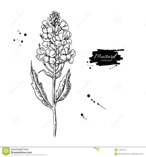 Mustard Plant Branch Vector Drawing. Botanical Flower Illustrati Stock Vector - Illustration of flora, botanical: 115361124 Mustard Flower Drawing, Mustard Seed Flower Drawing, Mustard Seed Plant Drawing, Mustard Seed Plant Tattoo, Mustard Seed Drawing, Mustard Seed Flower Tattoo, Mustard Plant Tattoo, Mustard Seed Tattoo Ideas, Mustard Flower Tattoo