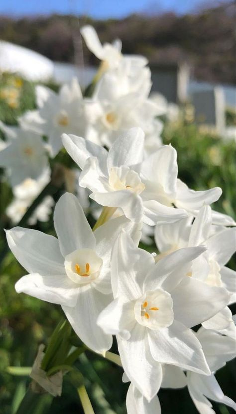 Narssicus Flower, Narcissus Flower Aesthetic, Daffodil Flower Aesthetic, White Flowers Photography, White Spring Flowers, Daffodil Bouquet, Daffodil Flowers, White Flower Arrangements, Bulk Wedding Flowers