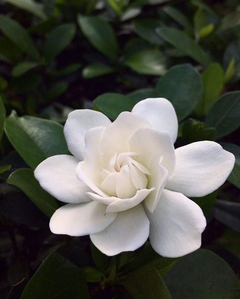 Gardina Flowers, Gardenia Tattoo, White Gardenia, Beautiful Flowers Photography, Gum Paste Flowers, Floral Drawing, Flower Tattoo Designs, Pretty Plants, Sugar Flowers