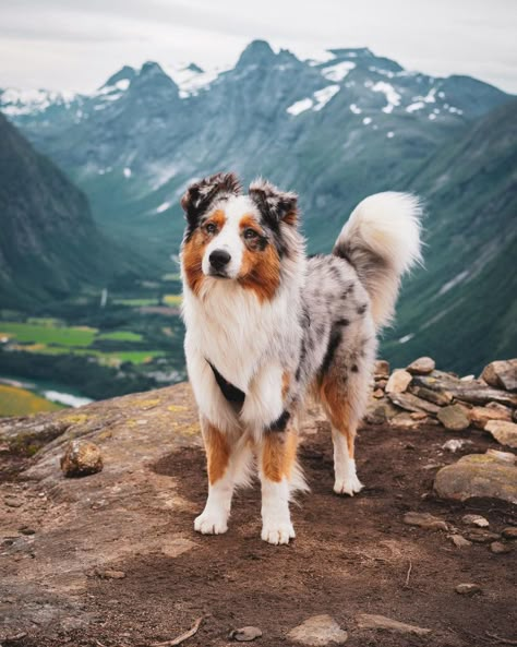 Aussie Puppies, Cute Dogs Images, Really Cute Puppies, Aussie Dogs, Super Cute Puppies, Cute Small Animals, Cute Dog Photos, Australian Shepherd Dogs, Cute Animals Puppies