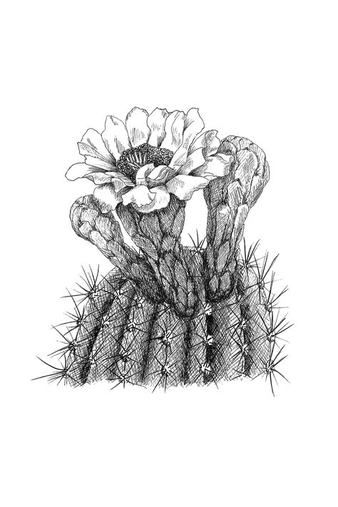 Saguaro Cactus Blossom, Arizona State Flower, Cactus Outline, Cursive Numbers, Blossom Drawing, Cactus Blossom, Cactus Tattoo, Cactus Drawing, Cactus Illustration