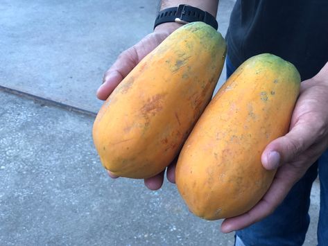 How to Tell When Papaya Is Ripe? - Garden.eco Ripe Papaya, Papaya Fruits, Brown Paper Bag, Juicy Fruit, Wrinkled Skin, Fruit Plants, The Signs, Fruit Trees, The Store