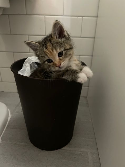 Cute kitten in trash can Trashcan Aesthetic, Cute Trash Can, Inktober 2024, Cute Kitten, Kittens Cutest, Trash Can, Dog Cat, Kittens, Kitty