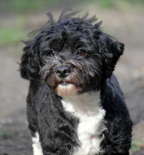 Grooming Havanese Dogs, Havanese Grooming Styles, Momo Haircut, Havanese Dogs Haircuts, Havanese Haircuts, Havanese Grooming, Havanese Puppies For Sale, Puppy Haircut, Coat Types