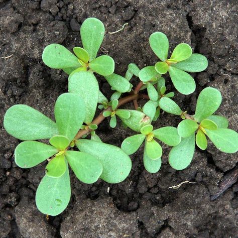 Purslane Plant, Plant Shed, Killing Weeds, Naturalistic Garden, Weeds In Lawn, Portulaca Oleracea, Lawn Care Tips, Invasive Plants, Lawn And Landscape