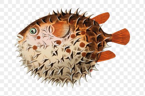 Fish Png, Elephant Coloring Page, Drawn Fish, Marine Art, Puffer Fish, Vintage Fishing, Animal Stickers, Fish Art, Free Illustrations