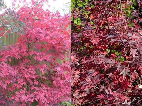 Fireglow vs Bloodgood Japanese Maple: Are They Similar? – World of Garden Plants Fireglow Japanese Maple, Bloodgood Maple, Miss Kim Lilac, Japanese Maple Tree Landscape, Korean Lilac, Maple Tree Landscape, Garden Scapes, Japanese Maple Garden, Bloodgood Japanese Maple