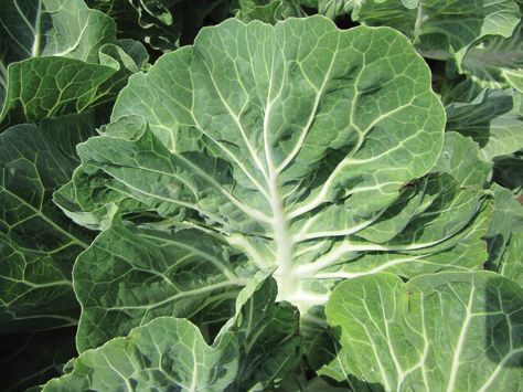 A collard relative from Portugal goes mainstream Types Of Kale, Organic Garden, Turks And Caicos Islands, Garden Seeds, Vegetable Garden, Trinidad And Tobago, In The Garden, Kale, Jamaica