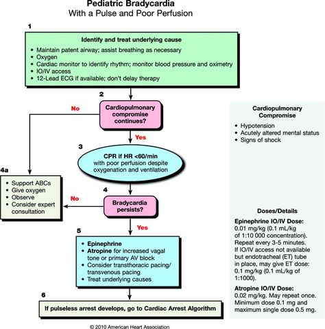 PALS Bradycardia algorithm Pals Algorithm, Pediatric Advanced Life Support, Respiratory Failure, Advanced Cardiac Life Support, Paramedic School, Cardiopulmonary Resuscitation, Pa School, Medical Laboratory Science, The Terminal