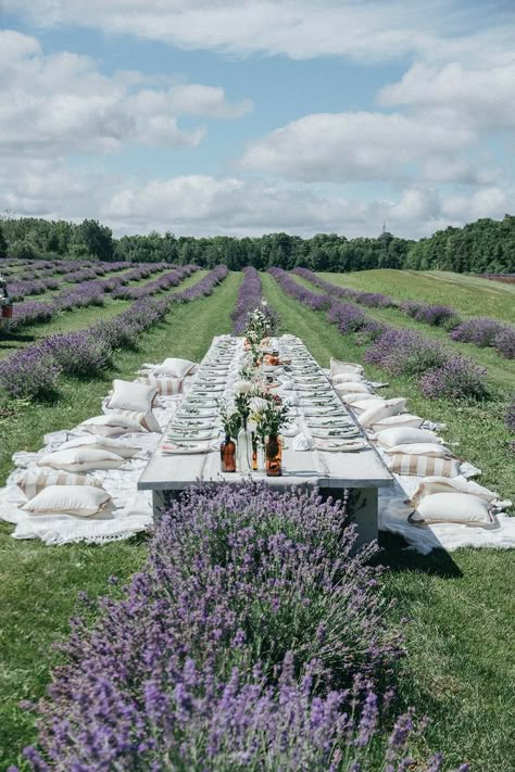 Lavender Ideas, Lavender Farms, Growing Lavender, Brunch Table, Lavender Garden, Lavender Field, Farm To Table, Lavender Green, Lavender Farm