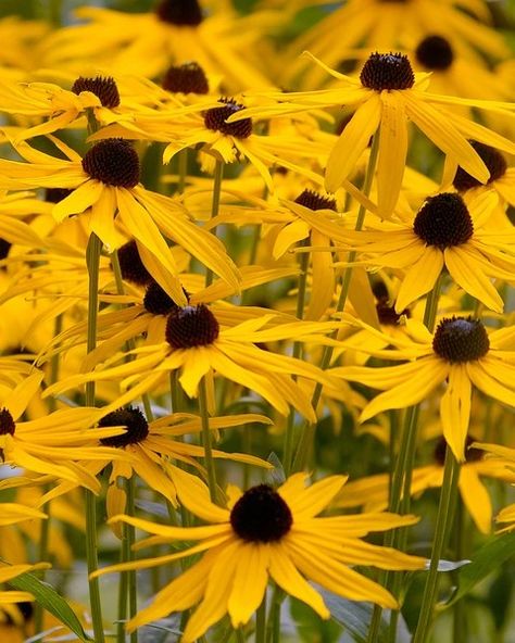 Rudbeckia Goldsturm Rudbeckia Fulgida, Farmer Gracy, Holly Plant, Flowering Perennials, Blaze Of Glory, Coastal Garden, Sea Holly, Herbaceous Border, Coastal Gardens