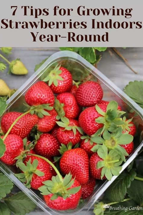 Growing Strawberries Indoors, Growing Mint Indoors, Strawberry Varieties, Veggie Box, Meyer Lemon Tree, Growing Mint, Strawberry Mojito, Strawberry Seed, Garden Growing