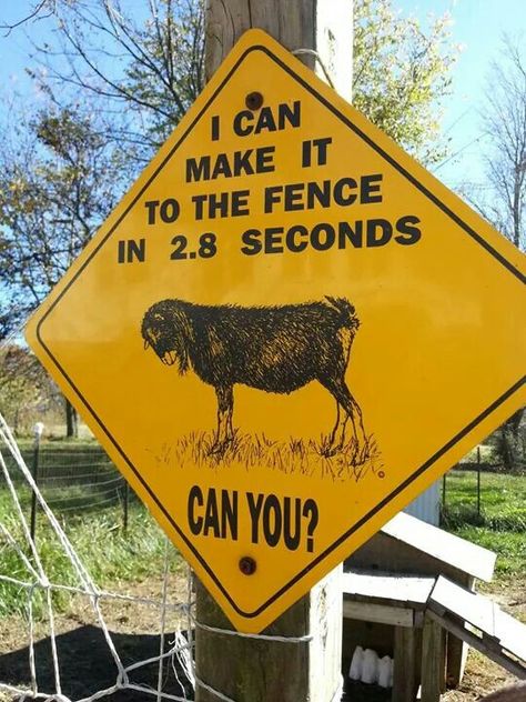 We should have had this sign when we had our buck Bam-Bam! Goat Signs Funny, Goat Signs, Goat Life, Funny Farm Animals, Funny Goats, Goat Toys, Totes Ma Goats, Goat Pen, Animal Signs