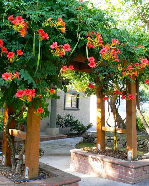 How to Grow Trumpet Vine - Watters Garden Center Fast Growing Vines, Vine Trellis, Climbing Flowers, Growing Vines, Pergola Swing, Trumpet Vine, Garden Vines, Climbing Vines, Flowering Vines