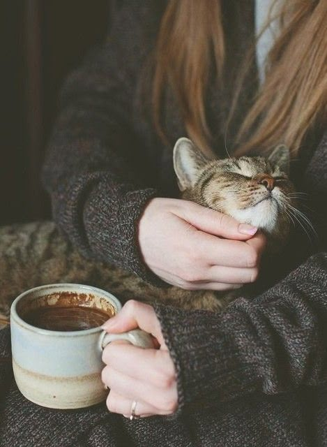 Winter Make Up, Image Chat, Cat Photography, Autumn Vibes, Autumn Aesthetic, I Love Cats, Kitty Kitty, A Cup Of Coffee, Animal Love