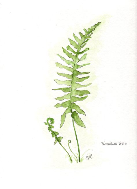 Painting Of Ferns, Fern Painting Watercolor, Watercolour Ferns Leaves, Woodland Plants Illustration, Woodland Watercolor Painting, How To Paint Ferns, How To Draw Ferns, Watercolor Ferns Paintings, Ferns Painting