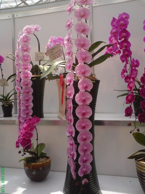 Orchid Plant Care, Vanda Orchids, Orchid Show, Orchid Garden, Exotic Orchids, Orchids Garden, Phalaenopsis Orchid, Orchid Care, Beautiful Orchids