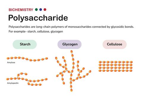 Biochemistry diagram present structure of polysaccharide such as starch amylose and amylopectin, glycogen, and cellulose, formed from monosaccharide sugar Cellulose Structure, Medical Laboratory Science Student, Plant Biology, Plant Cells, Medical Laboratory Science, Grade 12, Carbohydrates Food, Laboratory Science, Medical Laboratory