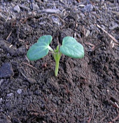 Cover the Okra Seedling With Soil Growing Okra, Okra Plant, Okra Seeds, Compost Tea, Master Gardener, Home Vegetable Garden, Growing Herbs, Okra, Seed Starting