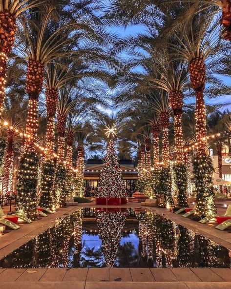 Capture Arizona on Instagram: “‘s Photo of the Day by @danielle_fertig Dec. 27, 2020” Christmas In Arizona, Arizona Christmas, Scottsdale Quarter, Desert Christmas, Christmas In La, Arizona Winter, Happy Winter Solstice, Missing Home, Flagstaff Az