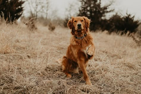 Field Golden Retriever, Golden Retriever Hunting, Dark Golden Retriever, Red Retriever, Red Golden Retriever, Dogs And Flowers, Pack Of Dogs, Golden Retriever Baby, Dog Tumblr