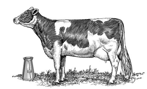 Bob Venables Illustration Bob Venables, Ascot Horse Racing, Grass Drawing, Draw Logo, Engraving Printing, John James Audubon, Cow Art, Milk Cow, China Painting