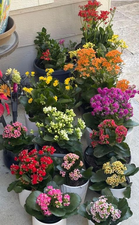 Small Garden Hacks, Flowering Plants In India, Kalanchoe Blossfeldiana, Flower Garden Plans, Garden Watering System, Outside Plants, Diy Raised Garden, Flower Garden Design, Garden Hacks