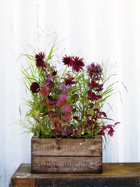 Viburnum Opulus Roseum, Marsala Pantone, Gardens Illustrated, Sarah Price, Summer Gardens, Decoration Buffet, Plant Containers, Crate Ideas, Garden Containers